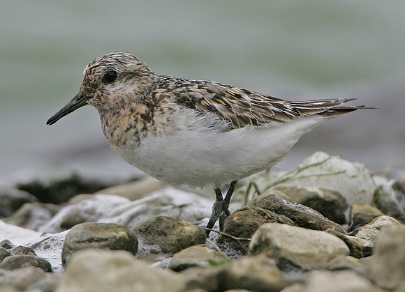 Sanderling