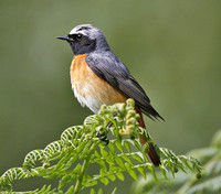 Common Redstart