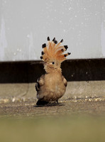 Hoopoe (Warks 2021)