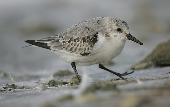 Sanderling