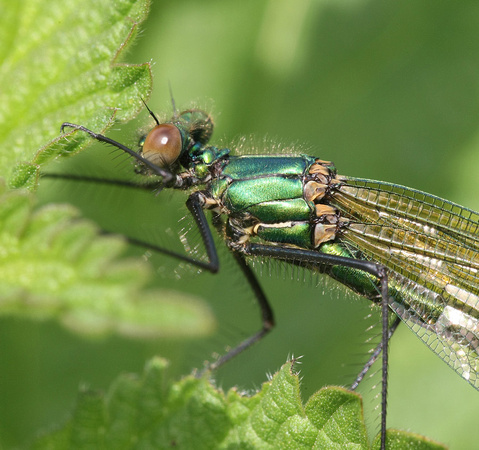 Banded Demoiselle