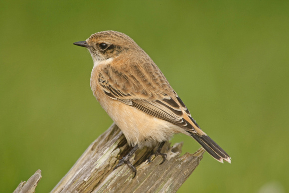 Siberian Stonechat