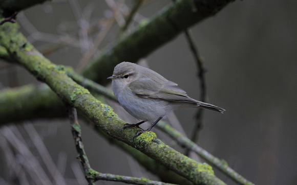 Siberian Chiffchaff