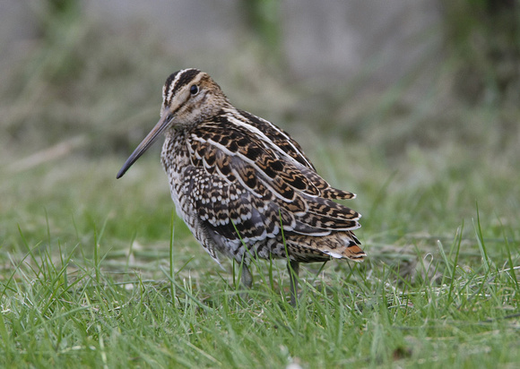 Great Snipe