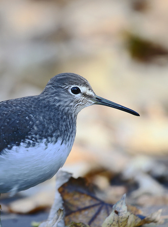 Green Sandpiper