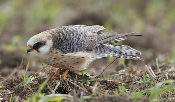 Red-footed Falcon