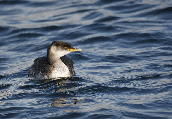 Red-necked Grebe