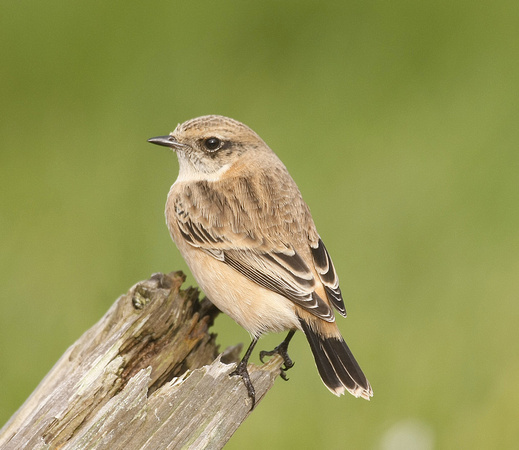 Siberian Stonechat
