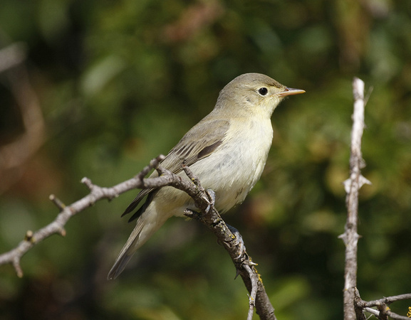 Icterine Warbler