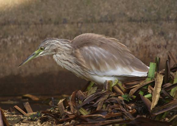 Squacco Heron 6/11/11