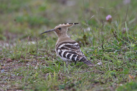 Hoopoe