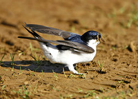 House Martin
