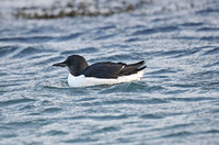 Brunnich's Guillemot