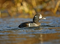 Harlequin Duck