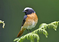 Common Redstart