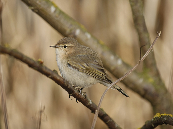 Siberian Chiffchaff