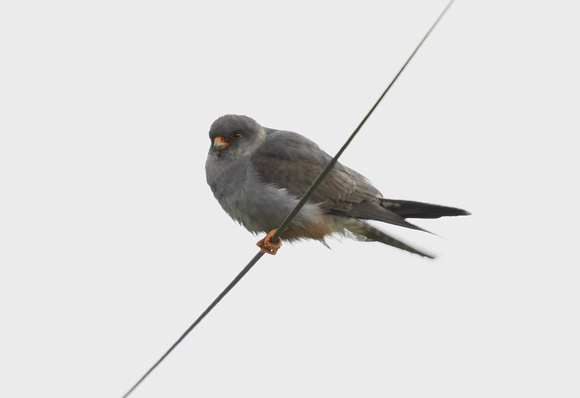 Red-footed Falcon