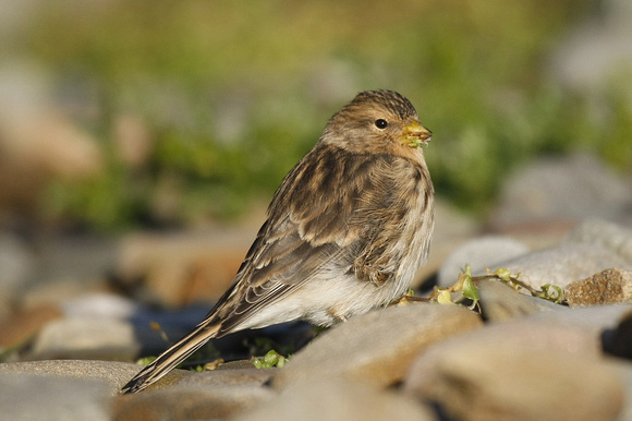 Twite