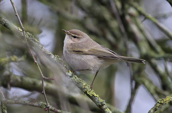 Siberian Chiffchaff