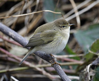 Common Chiffchaff