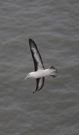 Black-browed Albatross