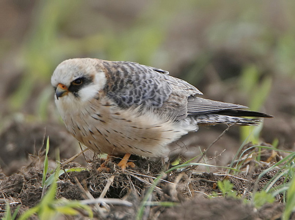 Red-footed Falcon