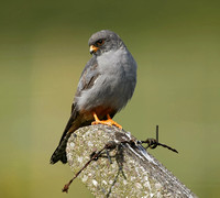 Red-footed Falcon