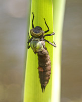 Southern Hawker