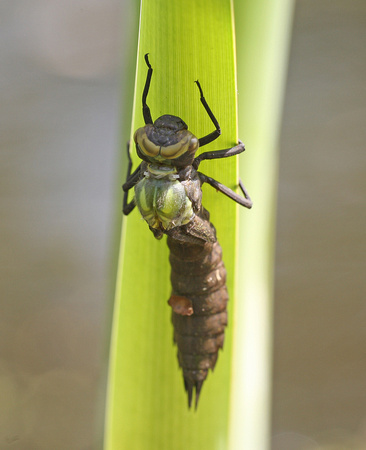 Southern Hawker