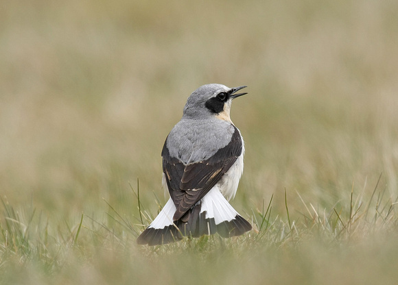 Northern Wheatear