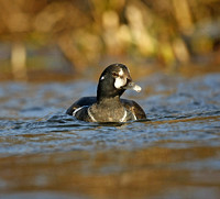 Harlequin Duck