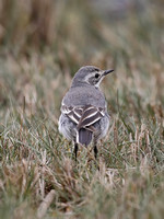 Citrine Wagtail