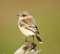 Siberian Stonechat