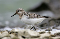 Sanderling