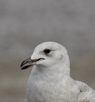 Iceland Gull