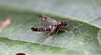Currant Clearwing