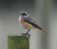 Common Redstart