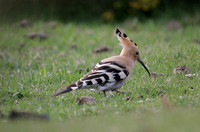 Hoopoe