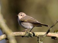 Siberian Chiffchaff