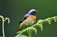 Common Redstart