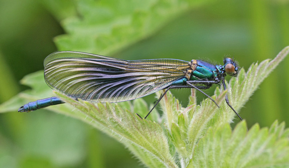 Banded Demoiselle