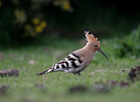 Hoopoe